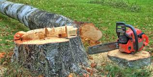 Reliable Dublin, PA Tree Removal and Landscaping Services Solutions